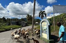 Owia Salt Pond Tour and Black Point Tunnel with Topdawg Taxi and Tours