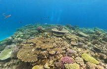 Discover SCUBA Diving 2 DIves 【Minna, Sesoko , Motobu Okinawa】