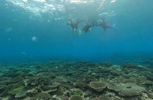 Boat Snorkeling Trip 2 Rounds 【Minna, Sesoko , Motobu Okinawa】