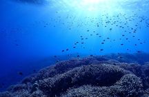 Boat Fundive 2Dives 【Minna, Sesoko , Motobu Okinawa】