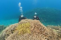 Discover SCUBA Diving 1 DIve 【Minna, Sesoko , Motobu Okinawa】