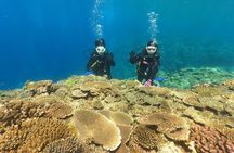 Discover SCUBA Diving 2 DIves 【Minna, Sesoko , Motobu Okinawa】