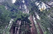 Alcatraz Plus Muir Woods & Sausalito Combo Tour