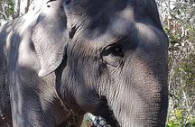 Elephant Forest tour by Jeep
