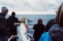 Bremer Canyon Killer Whale (Orca) Expedition
