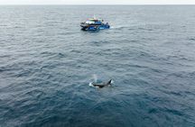 Bremer Canyon Killer Whale (Orca) Expedition