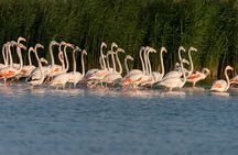 From Dubai: Full day Al Marmoom, Al Qudra Lakes with Dinner