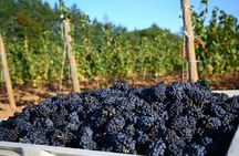 Wine History Tours in Willamette Valley Oregon