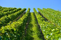 Wine History Tours in Willamette Valley Oregon