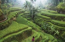 Ubud Private Full-Day Tour