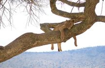 Arusha: 5 days Safari Trip Tarangire, Lake Manyara and Ngorongoro