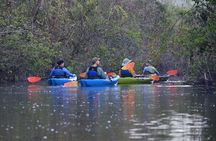 2Hour Everglades Kayak Safari Adventure Through Mangrove Tunnels