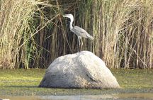 unique Bird Watching Tour in Aswan, discover more in Nile islands