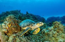 Fun dives Cozumel south marine park