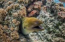 Introductory Scuba Diving Experience in Bora Bora