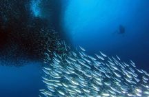Napaling Sardine Run in Bohol