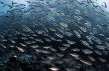 Napaling Sardine Run in Bohol