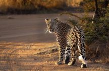 3-Hour Private Game Drive in Pilanesberg National Park