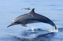 Watching Dolphin Tour at Lovina Beach 