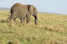 Adventure-fueled 3 Days Maasai Mara Safari