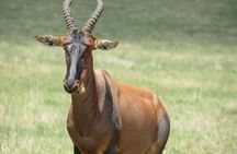 Adventure-fueled 3 Days Maasai Mara Safari