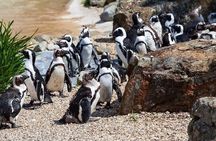 Cape Agulhas Full Day Private Tour