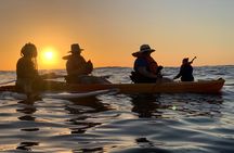 Kayaking Bioluminescence Experience