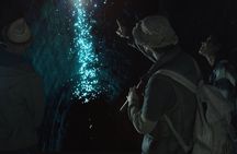Glow-worms, Waterfalls & Rainforest Experience