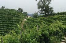 Prosecco Wine Tour. Half-day. From Venice