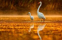 Everglades Explorer - Noosa Everglades Tour