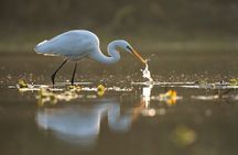 Everglades Explorer - Noosa Everglades Tour