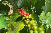 Chocolate, Vanilla & Coffee Combo Tour