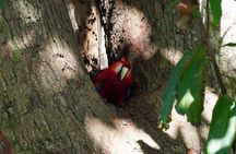Guided visit to Carara National Park (Ticket included)