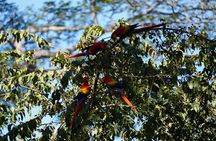 Guided visit to Carara National Park (Ticket included)