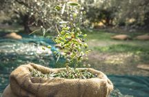 Explore the Secrets of Wine and Olives 