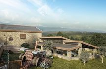 Explore the Secrets of Wine and Olives 