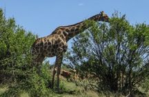  Ultimatee Bloemfontein & Botanical Garden Tour