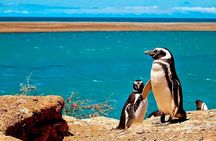 Tour Privado para Cruceros por la Península Valdés