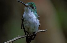 Mindo Cloud Forest Day Trip from Quito – Birdwatching & Adventure