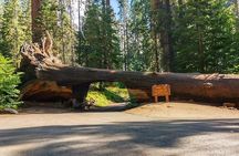 Sequoia National Park Private Tour
