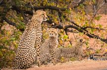 4 Day Private Kruger National Park Safari and Panorama Route Tour