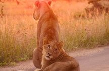 4 Day Private Kruger National Park Safari and Panorama Route Tour