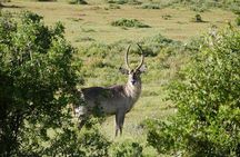 4 Day Private Kruger National Park Safari and Panorama Route Tour