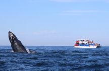 Whale Watching in Puerto Vallarta 