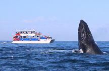 Whale Watching in Puerto Vallarta 