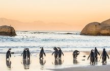 MUST DO: Boulders Beach & Cape Point Full Day Tour #1 Rated