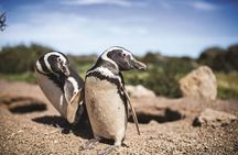 Private Tour for Punta Tombo Cruise Ships