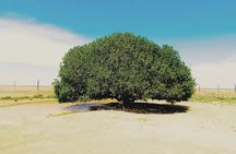 Tree of Al Buqayawiyya and Seven Sleepers Cave Private Tour 