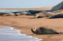 Regular Shore Excursion for Cruises to Valdes Peninsula 