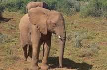 Schotia Big 5 Safari Port Elizabeth (optional accommodation)